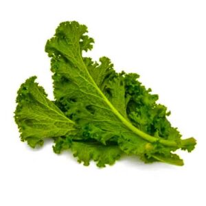 أوراق خردل ليتو الإمارات