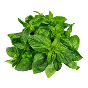 أوراق الريحان الطازجة ،