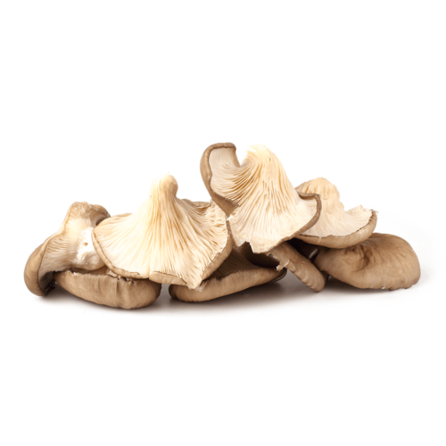 Oyster Mushroom 250g
